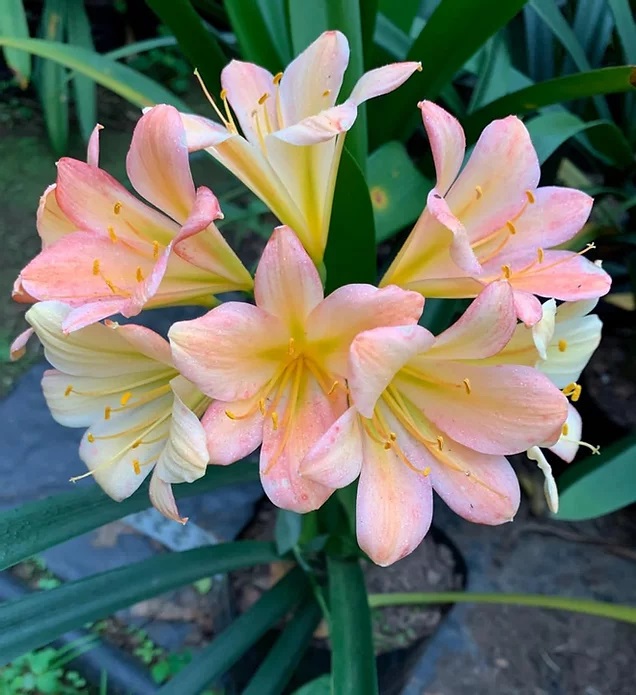 LB November AG x Royal Gala